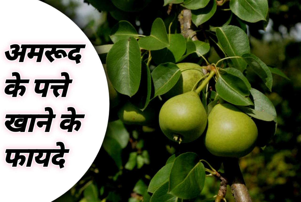 अमरूद के पत्ते खाने के फायदे Benefits of eating guava leaves